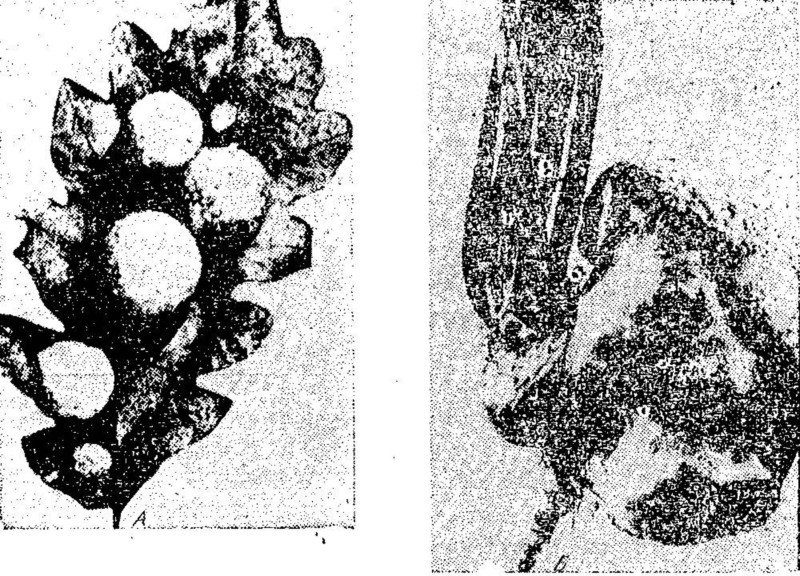 biologija_za_vsichki_f19_tumor_na_dybov_list.jpg